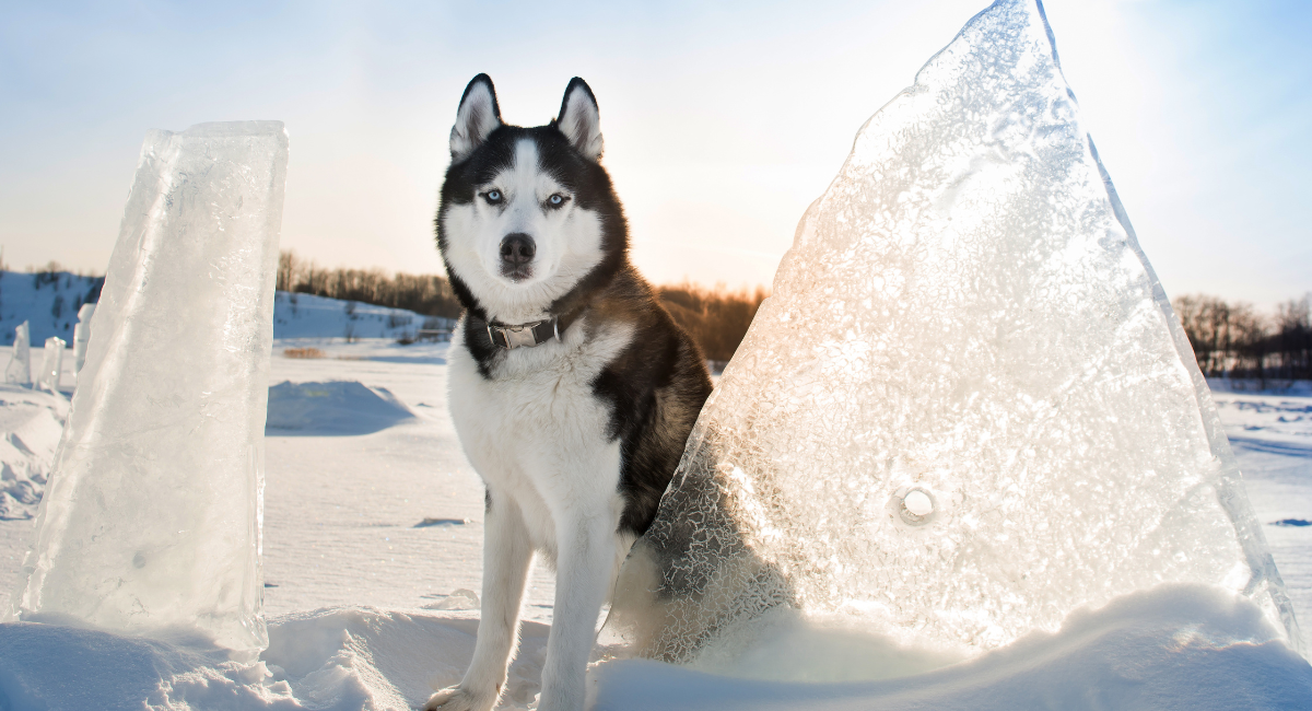 Siberian Husky Price: