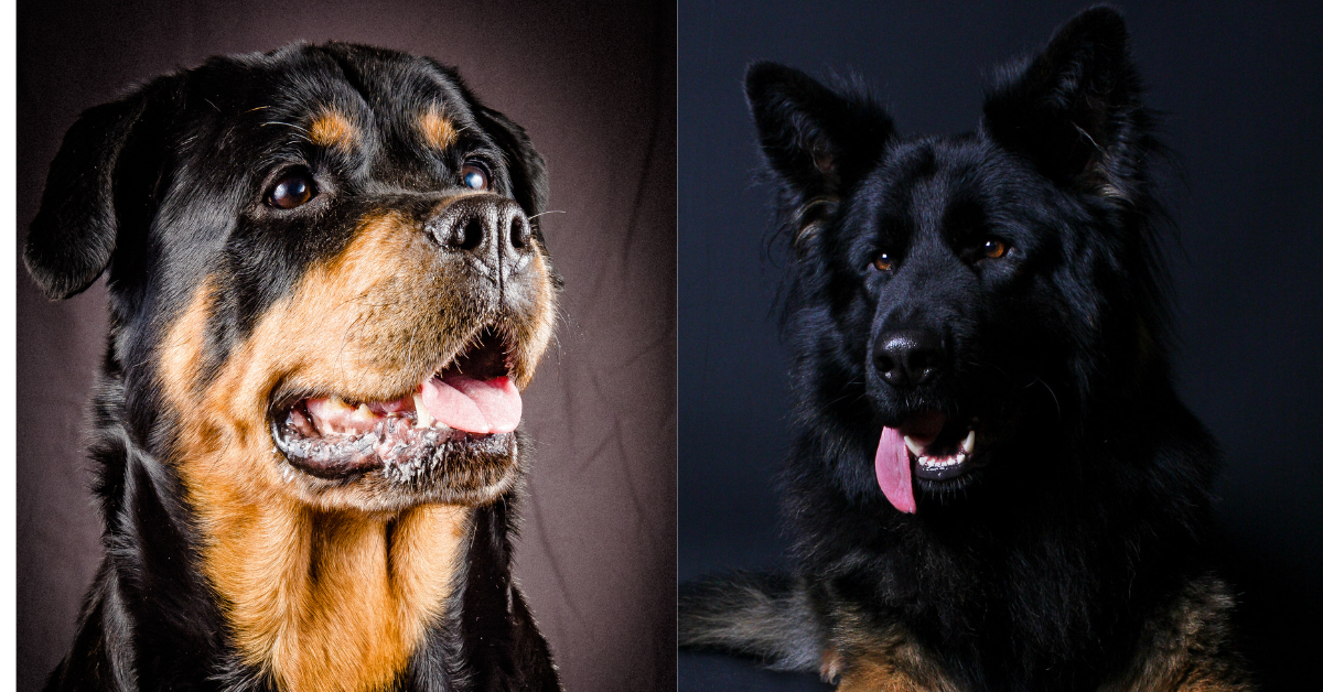 Rottweiler German Shepherd Mix: