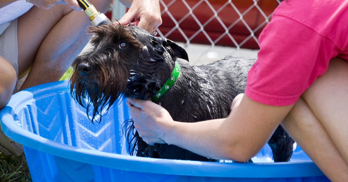 How to Groom a Scottish Terrier: