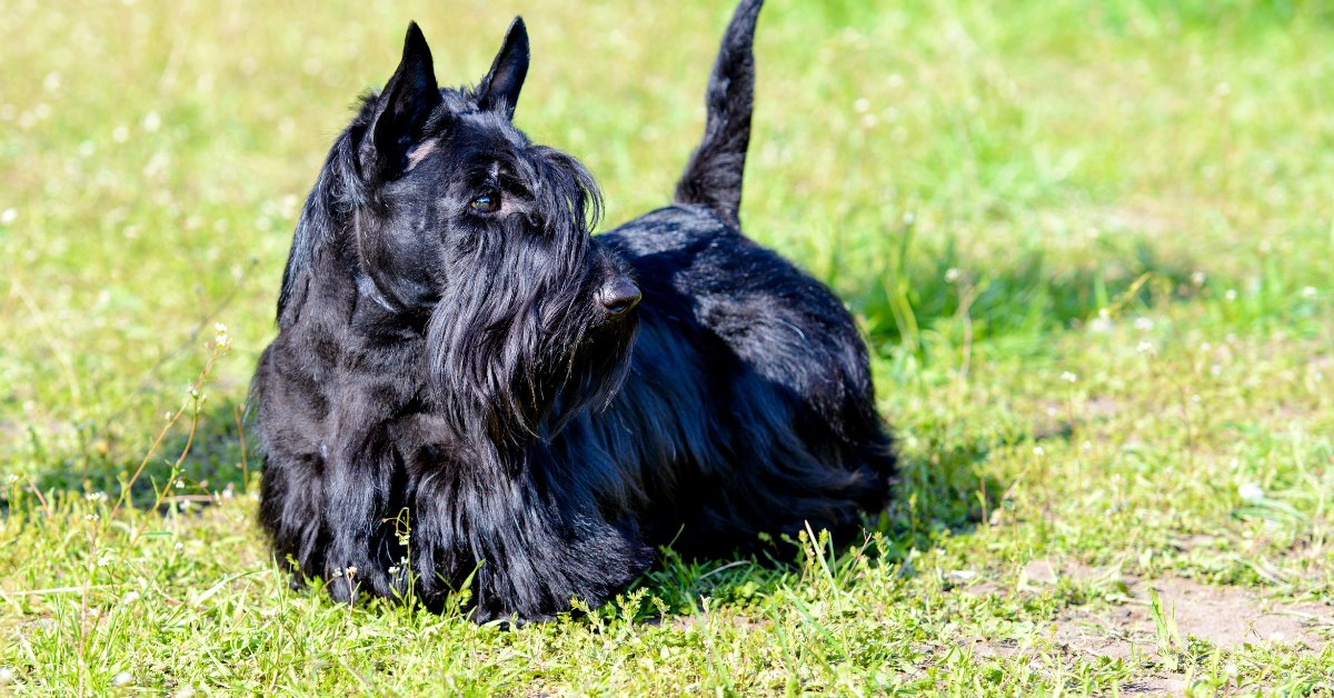 How to Groom a Scottish Terrier: