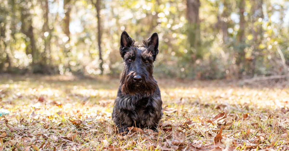 How to Groom a Scottish Terrier: