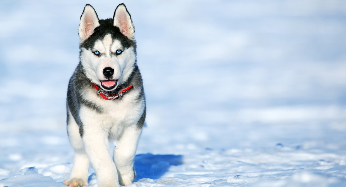 Siberian Husky Price: