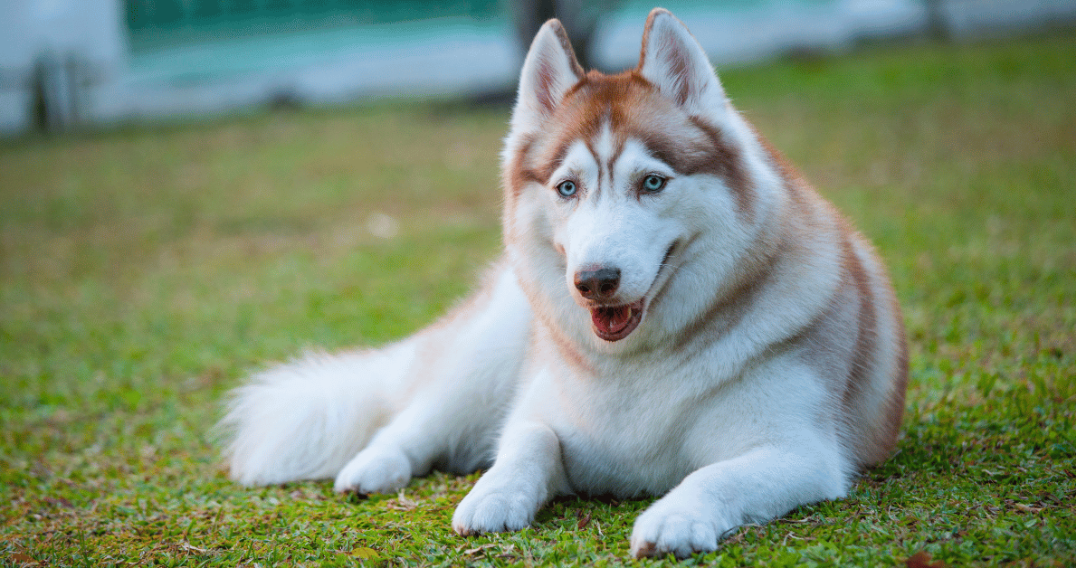 red siberian husky