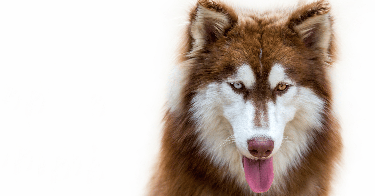 red siberian husky