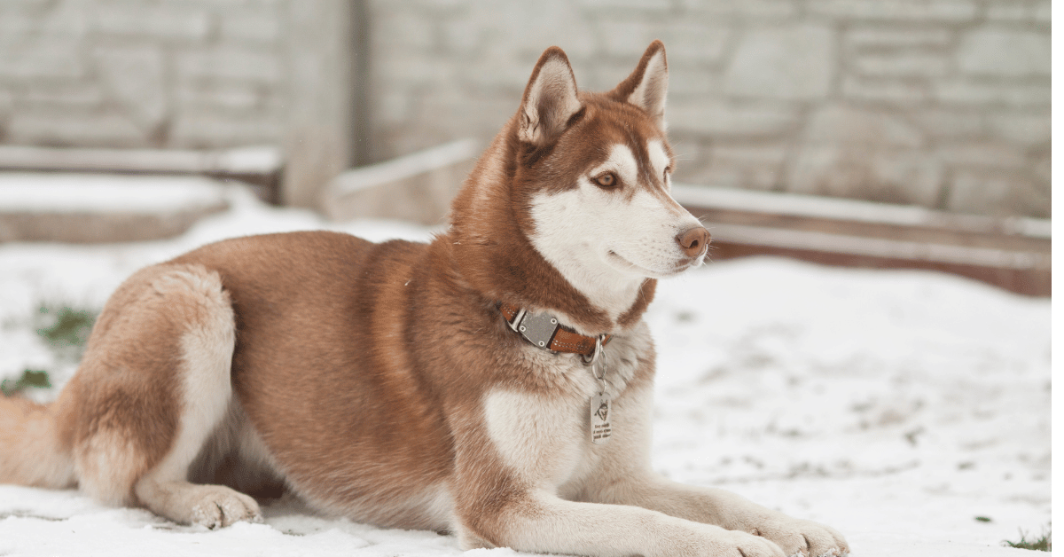 red siberian husky