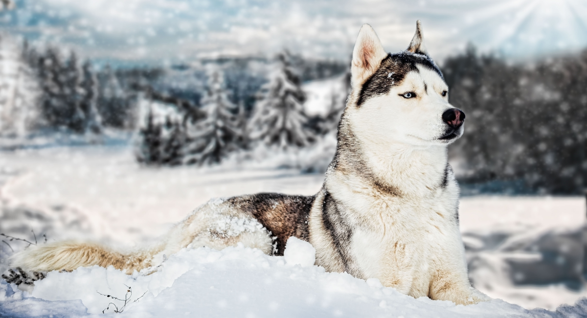 Siberian Husky Price: