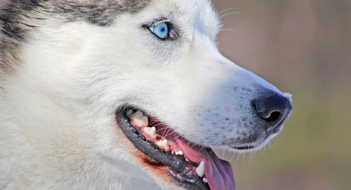 Siberian Husky Price: