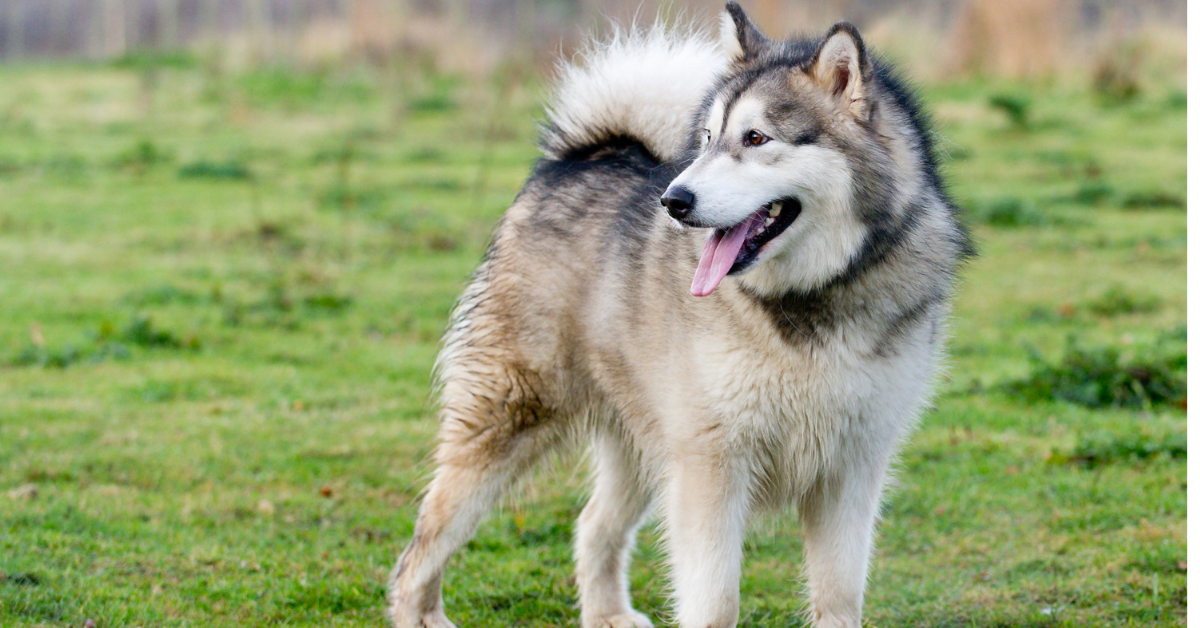 alaskan malamute behavior