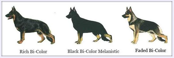 Bi-Color German Shepherd: