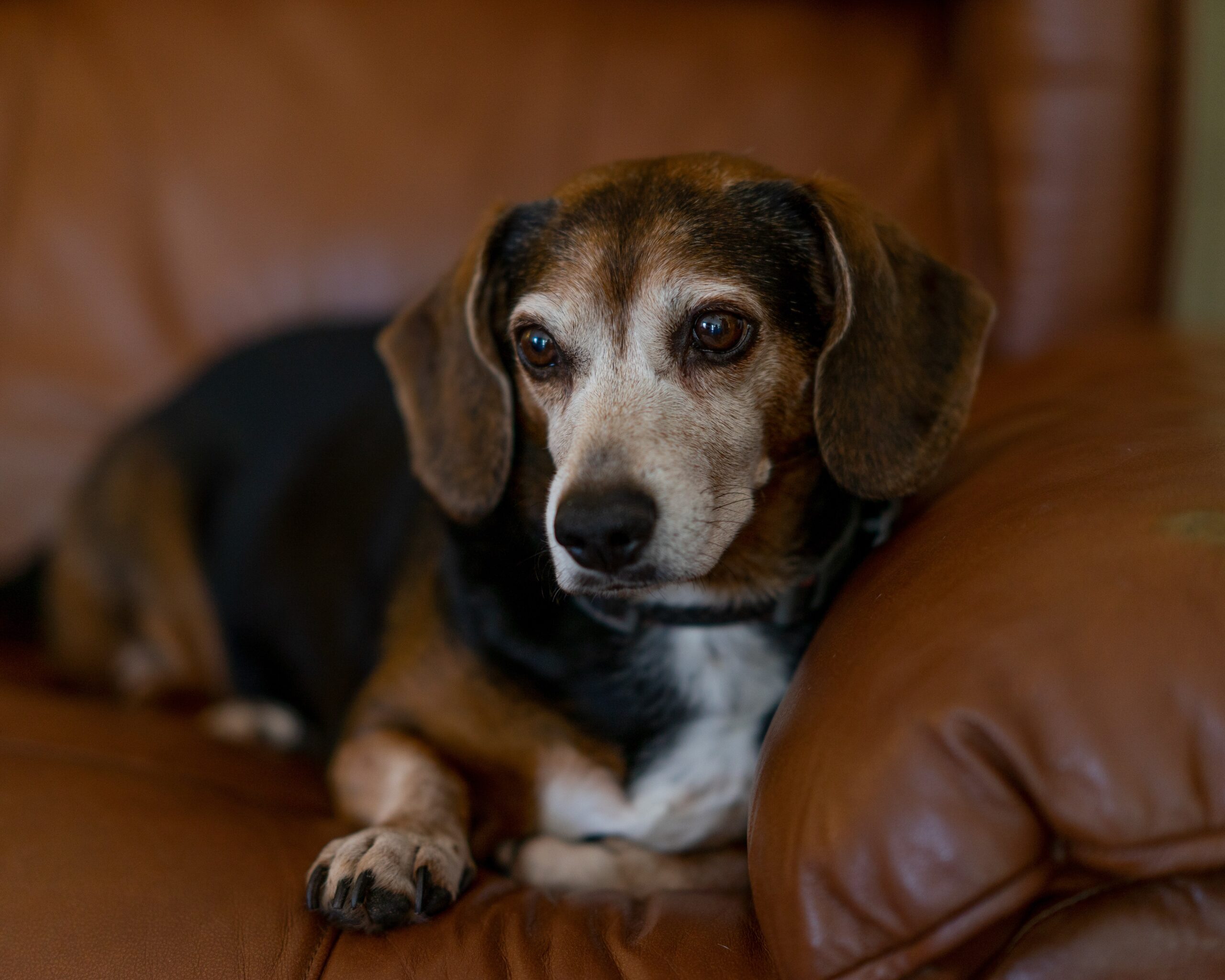 Dachshund Beagle Mix: