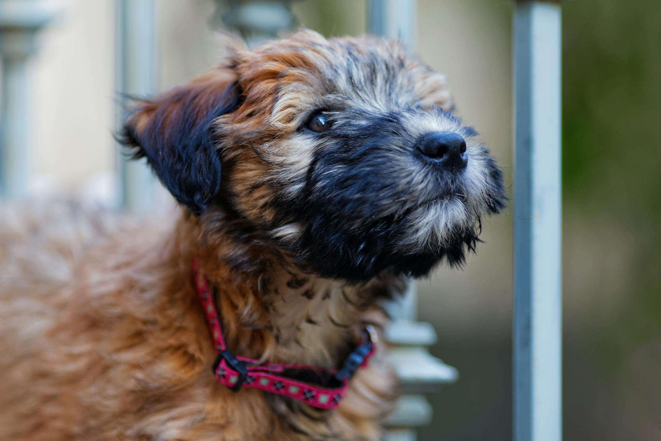 Scottish Terrier Puppies