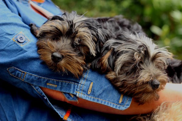 Scottish Terrier Puppies