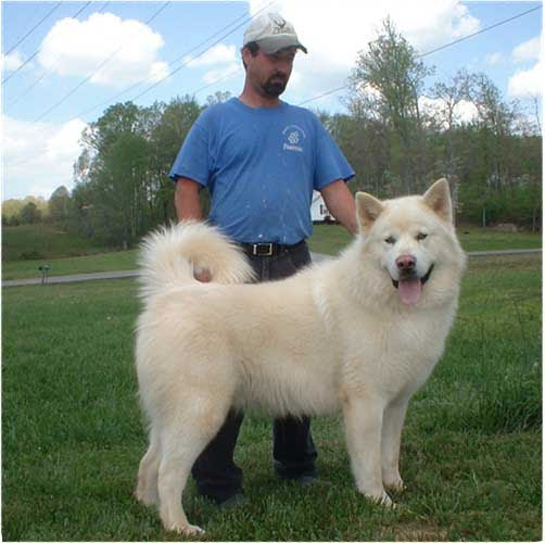 White Alaskan Malamute