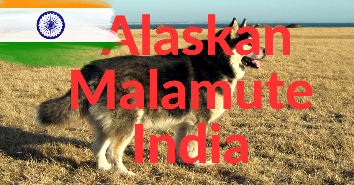 Can Alaskan Malamute Survive in India