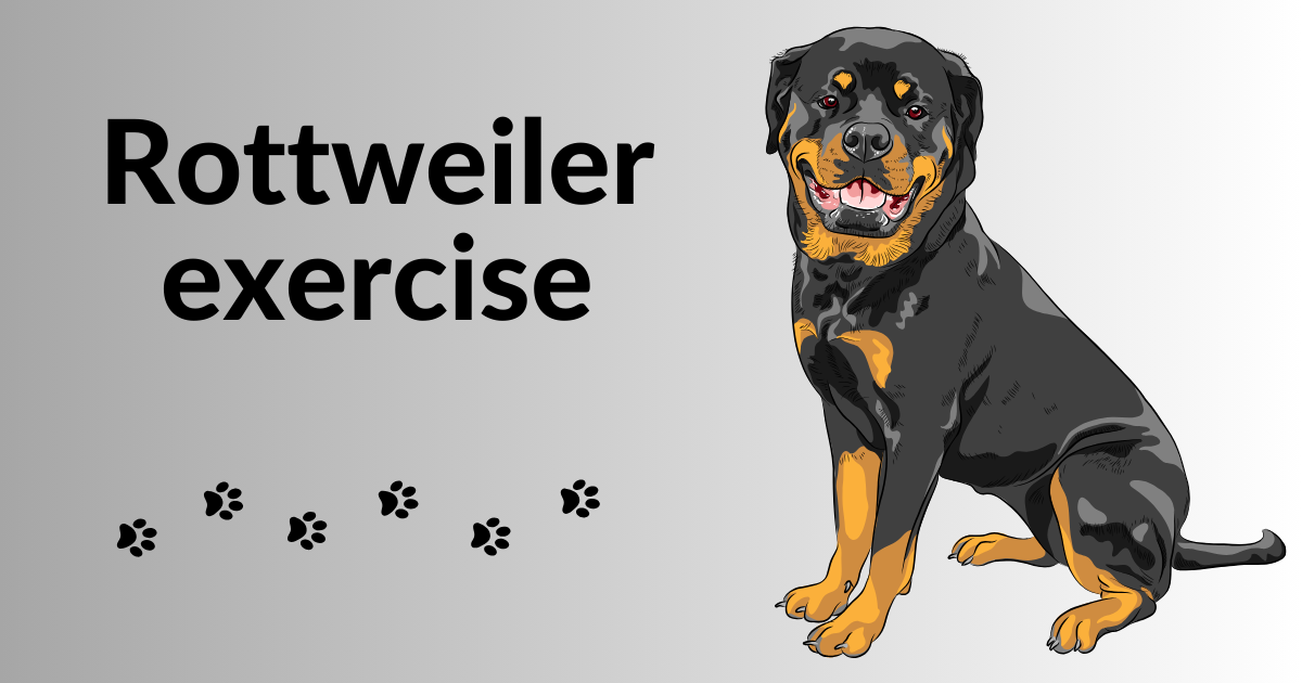 How Much Exercise Does a Rottweiler Need