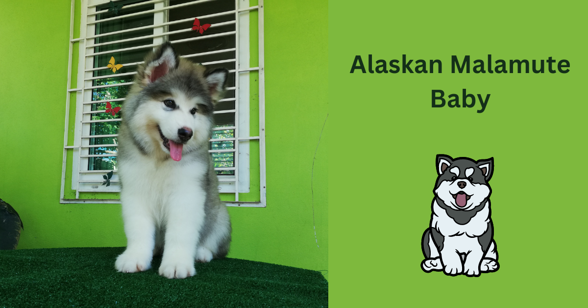 Alaskan Malamute Baby