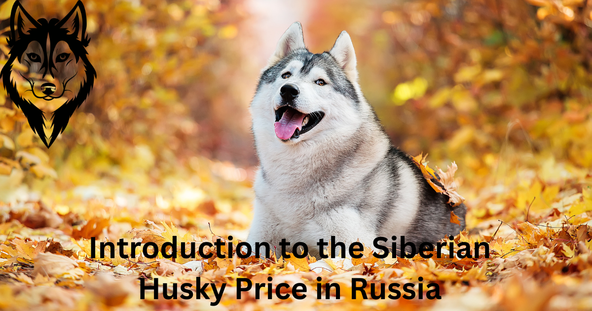 Introduction to the Siberian Husky Price in Russia