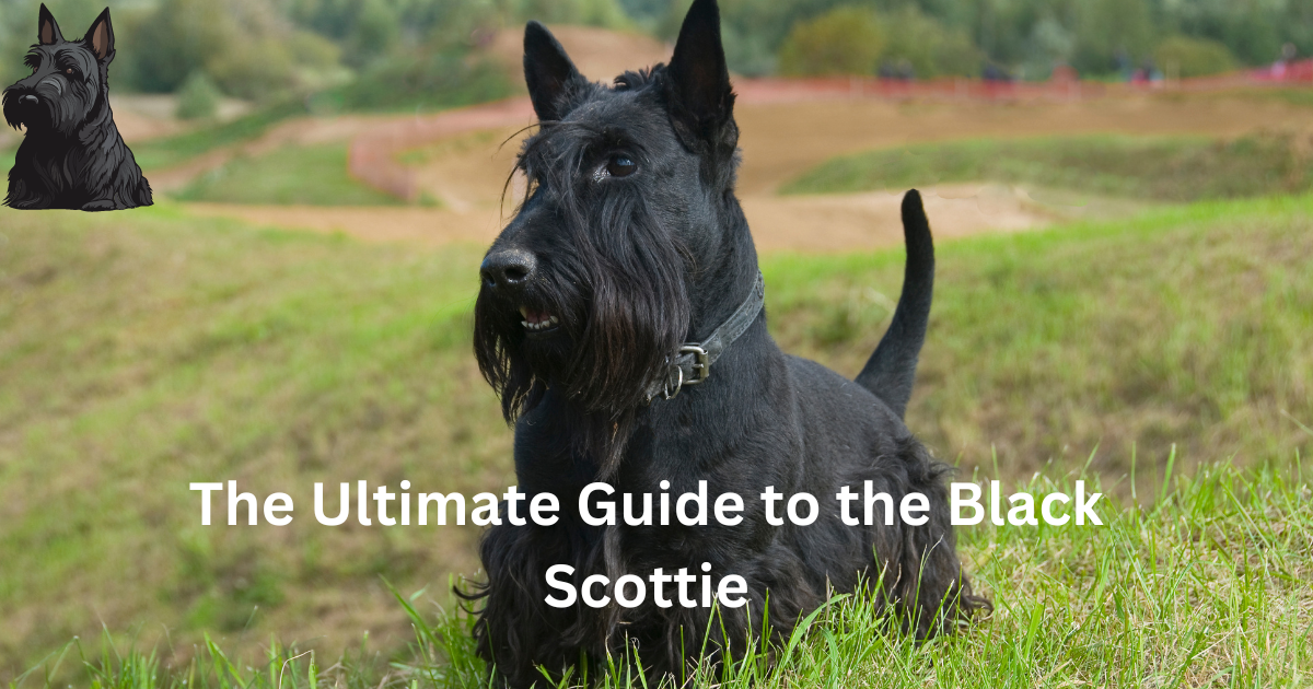 The Ultimate Guide to the Black Scottie