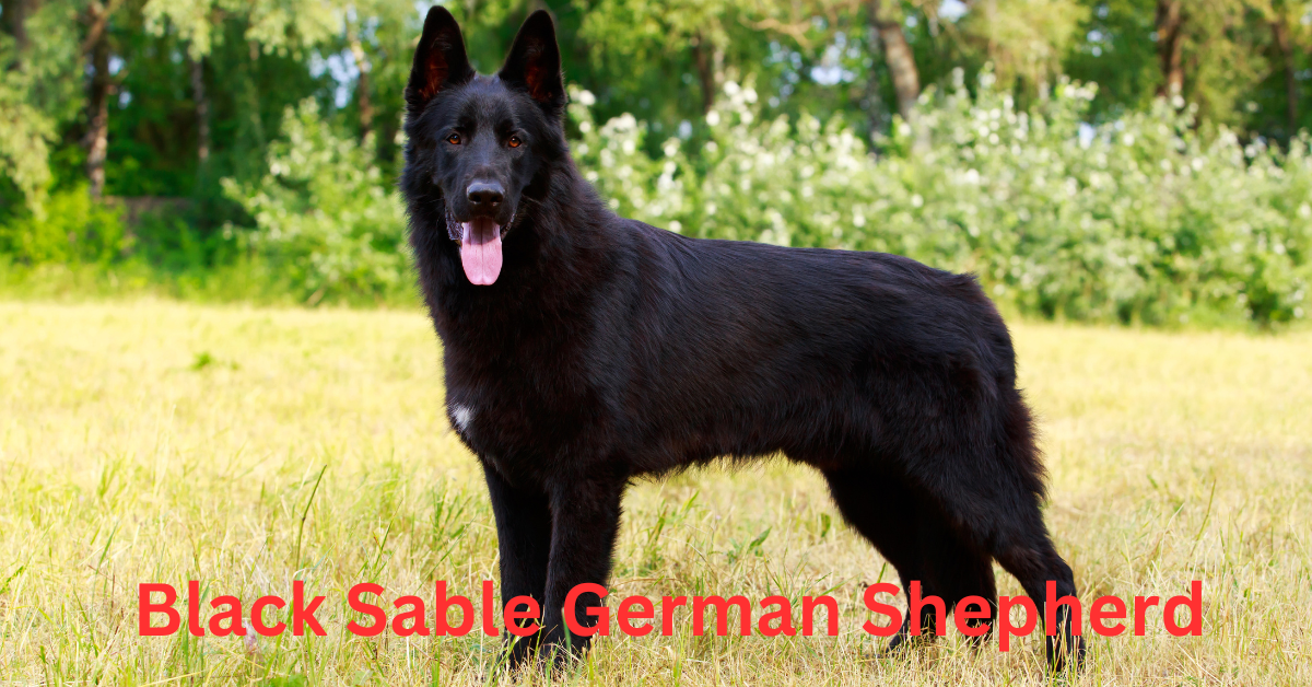 Black Sable German Shepherd