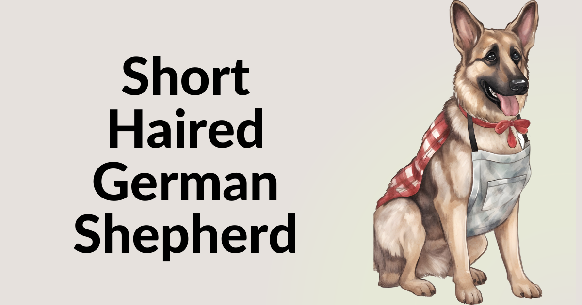 Short Haired German Shepherd