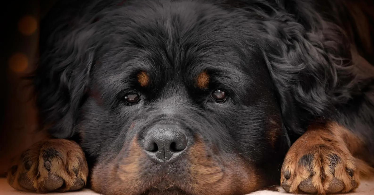 Rottweiler with Long Hair